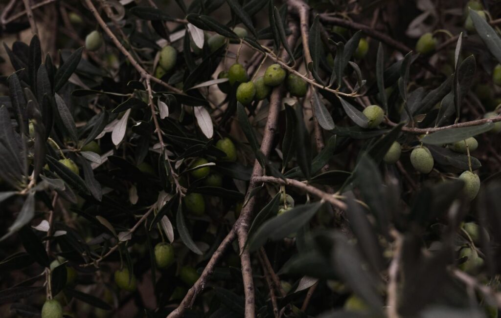 Ege’de zeytin ağaçları
